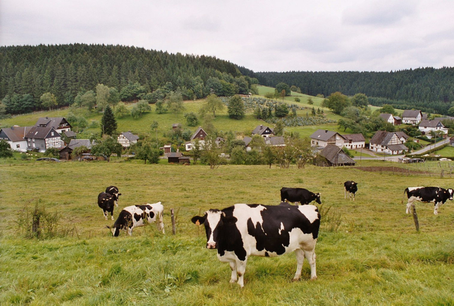 Wiese mit Kühen in Bettorf
